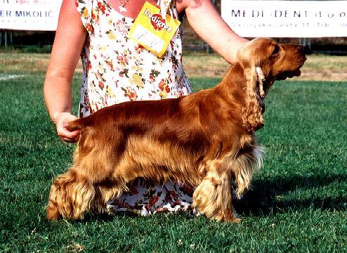 Ziggy at his first show